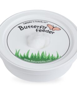 10 Live Caterpillars Shipped Now: Butterfly Kit Refill 31 81KnvGHauEL