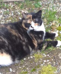 Hill's Science Diet Dry Cat Food, Adult, Perfect Weight for Healthy Weight & Weight Management, Chicken Recipe, 15 lb. Bag 15 Pound (Pack of 1) 43 81Kt 5z40oL