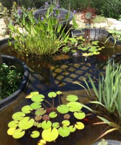 Hydrofarm HGPP400C Precision Curved Blade Pruners, 1-Pack, Blue 15 81KtMWeFLGL