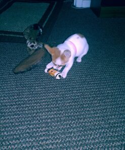 GOOD 'N' FUN Triple Flavor Chews, Rawhide Treats for Dogs 6 Count (Pack of 1) 30 81KxR1XXJwL