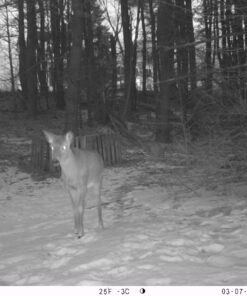 SanDisk 32GB SDHC Flash Memory Card (SDSDB-032G-B35) (Label May Change) 32 GB SD Standard Packaging 10 81KyH9Be13L