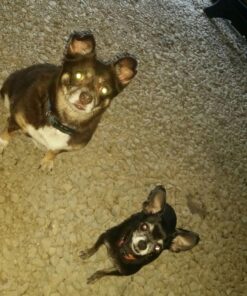 PetArmor for Dogs, Flea and Tick Treatment for Small Dogs (5-22 Pounds), Includes 3 Month Supply of Topical Flea Treatments 3 Count 5-22 lbs 37 81L HE24j9L