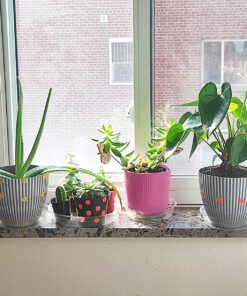 Miracle-Gro Cactus, Palm & Citrus Soil - For Containers , Added Fertilizer Feeds for 6 Months, 8 qt. Potting Mix 32 81L tLIJK1L