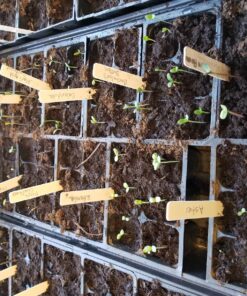 Sow Right Seeds - Flower Seed Collection - Carnation, Gayfeather, Dahlia, Morning Glory, Larkspur, Balsam, Snapdragon, Phlox, Zinnia, & Daisy - Non GMO Heirloom Seeds for Planting - 10 Packets 29 81L vA8WydL