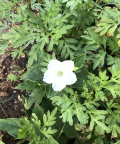 Hummingbird Nectar Wildflower Seeds Bulk Open-Pollinated Wildflower Seed Mix Packet, Non-GMO, No Fillers, Annual, Perennial Wildflower Seeds Year Round Planting - 1 oz 94 81L0siYwdCL