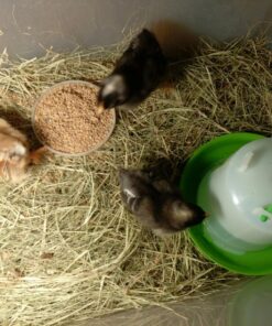 Ware Manufacturing Chick-N-Canteen Bird Feeder 7 81L4BlJONDL