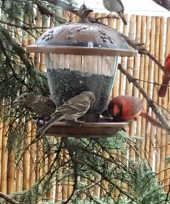 Perky-Pet 305 Holly Berry Gilded Chalet Wild Bird Feeder Gold 39 81L5HnhJ0NL