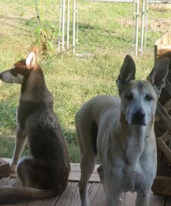 Pet MD - Benzoyl Peroxide Medicated Shampoo for Dogs and Cats - Effective for Skin Conditions, Dandruff, Itch Relief, Acne and Folliculitis - Citrus Scent - 12 oz 29 81L7CgcbvAL