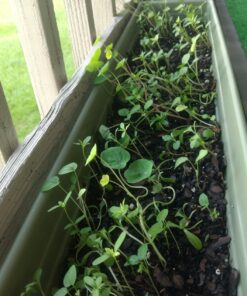 Wildflower Seeds Edible Flowers Mix - 1 Ounce Over 7,000 Open Pollinated Annual and Perennial Seeds 1 Ounce Packet 42 81L7c3t4PL