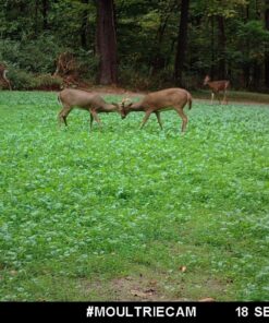 Whitetail Institute Secret Spot Deer Food Plot Seed - Annual Forage Designed Specifically for Smaller, Remote Food Plots - Can Be Planted with Hand Tools 4 lbs (9000 sq ft) 22 81L8ADC7PL