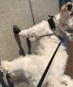 PawZ Rubber Dog Boots for Paws up to 2 1/2", 12 Pack - All-Weather Dog Booties for Hot Pavement, Snow, Mud, and Rain - Waterproof, Anti Slip Dog Socks - Small, Black 44 81LG1qyQjrL