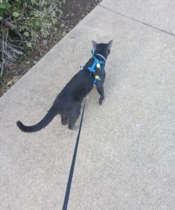 Seresto Cat Vet-Recommended Flea & Tick Treatment & Prevention Collar for Cats | 8 Months Protection 1 Pack Cat Only 37 81LIFieEJXL