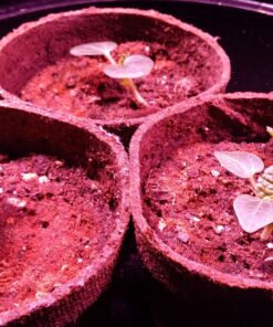 Outsidepride Indian Springs Hollyhock Garden Flower Climbing Vine Plant Mix - 1000 Seeds Indian Spring 32 81LLLvVHfL