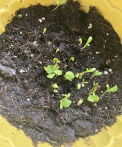 Wildflower Seeds Edible Flowers Mix - 1 Ounce Over 7,000 Open Pollinated Annual and Perennial Seeds 1 Ounce Packet 35 81LNkq2V70L