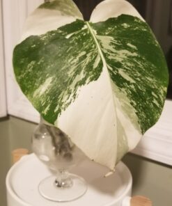 SUPERthrive The Original Vitamin Solution - Liquid Concentrate, May Add to Any Fertilizing Program, 4 fl. oz. 4 Ounces 48 81LNtlJswqL