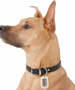 GoTags Stainless Steel Pet ID Tags, Personalized Dog Tags and Cat Tags, up to 8 Lines of Custom Text, Engraved on Both Sides, in Bone, Round, Heart, Bow Tie and More Rectangle Regular (Pack of 1) 22 81LP4nwGsFL