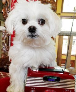 Northpoint 190503 AM/FM Vintage Radio 19 81LQBz rEKL