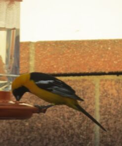 First Nature 3088 32-ounce Oriole Feeder 28 81LQnifZtL