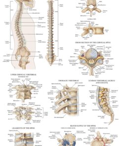 Palace Learning 4 Pack - Anatomical Poster Set - Laminated - Muscular, Skeletal, Ligaments of the Joints, Anatomy of the Spine - Anatomy Chart Set (LAMINATED, 18” x 24”) 18” x 24” 14 81LcpPiwvvL