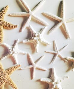 U.S. Shell, Inc. Starfish Mix 20 81LdvLHYiVL