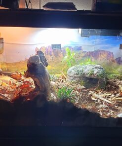 4-Pack Mini Digital Temperature Humidity Meters Gauge Indoor Thermometer Hygrometer LCD Display Fahrenheit (℉) for Reptile Tank,Jars,Guitar Case,Greenhouse, Garden, Cellar, Fridge, Closet 27 81LfElv28hL