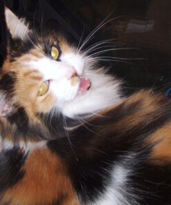 Japanese Bonito Flakes 2.82 Ounces 9 81LfOxeNABL