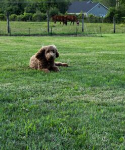 Cashel Quiet Ride Horse Fly Mask with Long Nose and Ears, Black, Horse 14 81LgP4JUGDL