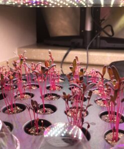 25,000+ Microgreens Seeds- Red Amaranth 20 81LiZ2Fk4PL