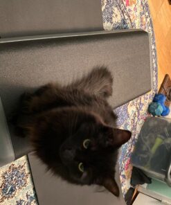 The Step Original Aerobic Platform, Health Club Size Steppers for Exercise with risers for adjustable Home Workout, stair stepper for exercise and home gym 4 Risers Grey 51 81LlaxC cmL