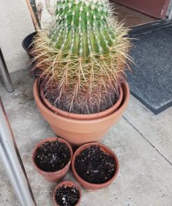 Seed Needs, Italian Herb Seed Packet Collection (5 Individual Seed Varieties for Planting) Non-GMO & Untreated - Oregano, Basil, Rosemary, Sage and Parsley 5 Pack 21 81Lmq 9pMfL