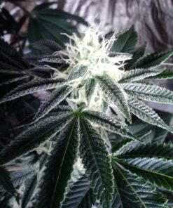 Advanced Nutrients 2320-12 Bud Candy Fertilizer, 250 mL, 250 Liter, Brown/A 8.4535 Fl Oz (Pack of 1) 15 81LnQtmMKTL