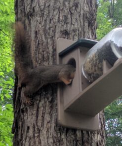 Birds Choice SNSQJAR Recycled Squirrel Jar Feeder, Squirrel Feeders, 7-1/4"L X 19"W X 15-3/4"H, Taupe w/ Green Roof 35 81LrImoCDzL