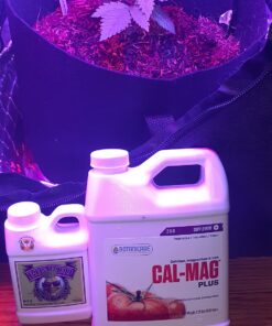 Advanced Nutrients GL525050-12 Big Bud Liquid Fertilizer, 250 mL.250 Liter, Brown/A .250 Liter 31 81LsvpmhB2L