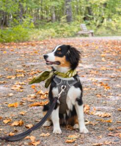 Leashboss 3X - Two Handle Dog Leash with Extra Traffic Handle - Heavy Duty Double Padded Handle Lead for Walking and Training Large Dogs - Large Dog Leash for Control and Training 27 81LuipKkX4L