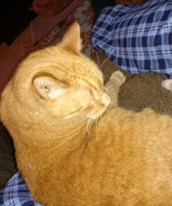 Earth's Daughter Organic Aloe Vera Gel from 100% Pure and Natural Cold Pressed Aloe – Moisturizes - Great for Face - Hair- Sunburn - Aftershave - Bug Bites - 12 oz. 29 81LwxRZv1XL