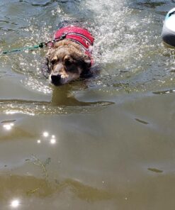 Paws Aboard Dog Life Jacket - Keep Your Canine Safe with a Neoprene Designer Life Vest - Perfect for Swimming and Boating - Red, Medium 27 81Lx2icG23L