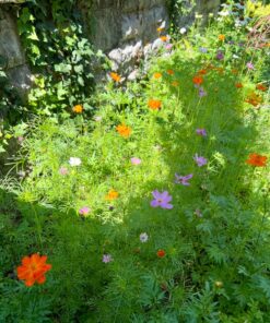 Big Pack - Cosmos USA Mix (8,000+) Flower Seeds By MySeeds.Co (Big Pack - Cosmos Mix) 59 81M LdUtyrL