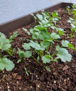 Seeds of Change 1728 Cilantro, Green 35 81M ZQOG9yL