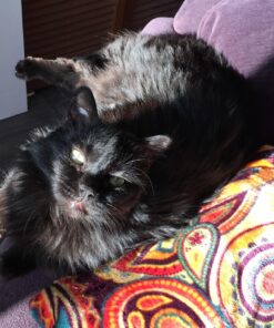 Arm Hammer Clump Seal Litter Multi-Cat Complete Odor Sealing Clumping Clay Cat Litter, 28lb 43 81M zKyjynL