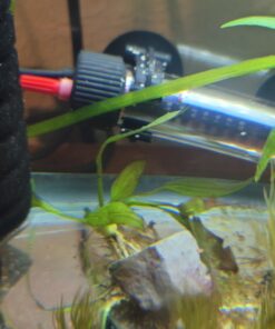 Florida 10 Species Live Aquarium Plants Bundle 41 81M1e5ANZL