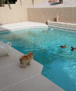 Poolmaster 33430 Heavy Duty In-Ground Pool Vacuum Hose With Swivel Cuff, Made in the USA, 1-1/2-Inch by 30-Feet 32 81M2ESNTYSL