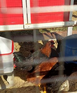 RentACoop 2 Gallon Chicken BPA-Free Plastic Bucket Waterer Set with 4 Horizontal Nipples - Corner Placement 32 81M3vsROsTL