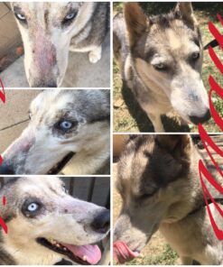 Farnam SWAT CLEAR Horse Fly Control for Horses, Ponies and Dogs, 7 ounce jar 40 81M71VivMiL