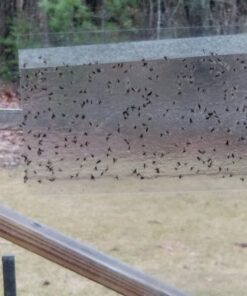 Window Fly Traps by Catchmaster - 48 Count, Ready to Use Indoors. Insect, Bugs, Fly & Fruit Fly Glue Adhesive Sticky Paper - Waterproof Easy Application Ready Disposable Non-Toxic 48 Traps 31 81M8XBGng1L