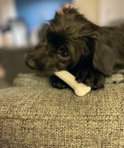 Nylabone Power Chew Toys Variety Triple Pack - Dog Toys for Aggressive Chewers - Indestructible Dog Bones for Small Dogs - Chicken, Bacon & Peanut Buter Flavors, Small/Regular (3 Count) Small up to 25 lbs. 37 81M8pNnhSXL