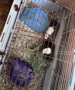 Living World - Deluxe Hybrid Habitat, X-Large - Rabbit, Guinea Pig, Chinchillas, and Small Animal Cage 46.9"L x 22.8"W x 24.0"H Standard Packaging 30 81M9z8JaHYL