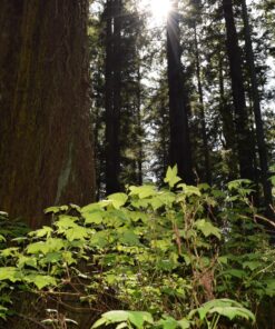 Nikon D3300 DX-format DSLR Kit w/ 18-55mm DX VR II & 55-200mm DX VR II Zoom Lenses and Case (Black) 54 81MAkQAW0jL