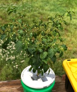 Moruga Scorpion Pepper - Grow Your Own Hottest Pepper in the World! - 2,000,000SHU 3oz/85gr 34 81MApIgWjQL 1