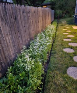 Eden Brothers All Perennial Wildflower Mixed Seeds for Planting, 1/4 lb, 120,000+ Seeds with Lupine, Shasta Daisy | Attracts Pollinators, Plant in Spring or Fall, Zones 3, 4, 5, 6, 7, 8, 9, 10 1/4 Pound 46 81MEcR3eX5L