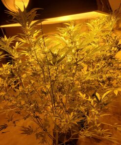 HTG Supply Bubble Brothers DWC Hydroponic System - 6-Site Classic 19 81MIyVdRgPL